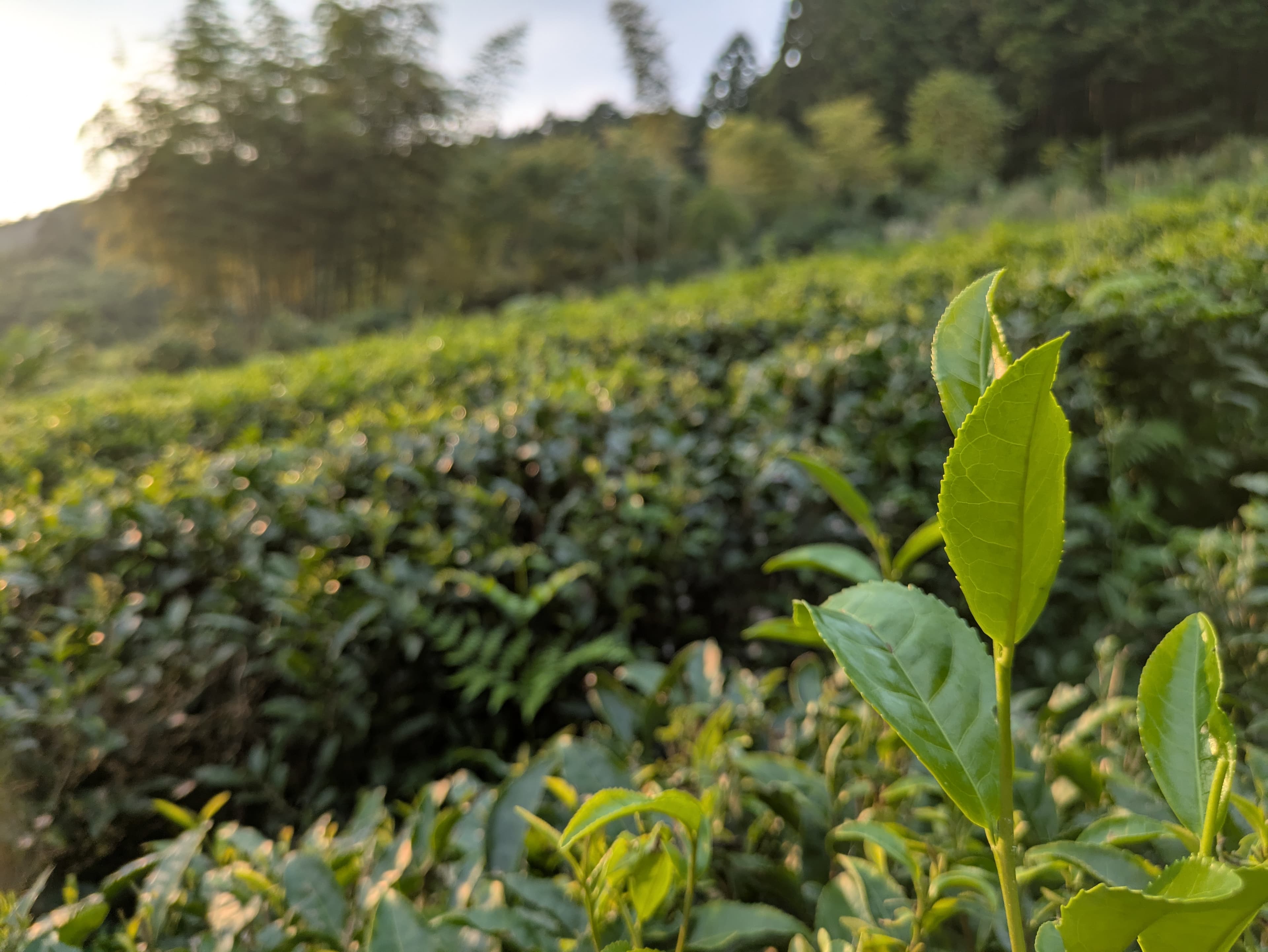 朝もやに包まれた茶畑